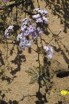 Image of hollyleaf gilia