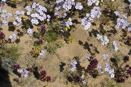 Image of hollyleaf gilia