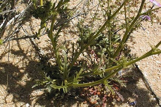 Image of hollyleaf gilia