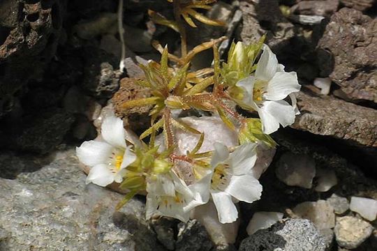 Image de Linanthus demissus (A. Gray) Greene