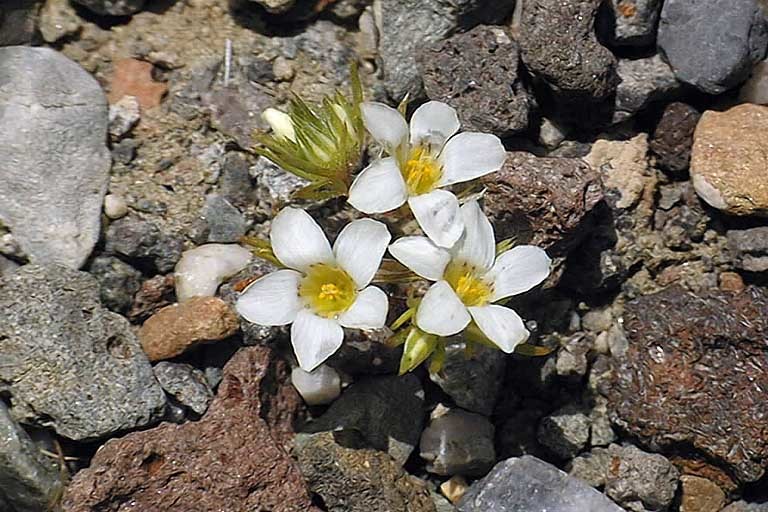 Image de Linanthus demissus (A. Gray) Greene