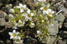 Image de Linanthus demissus (A. Gray) Greene