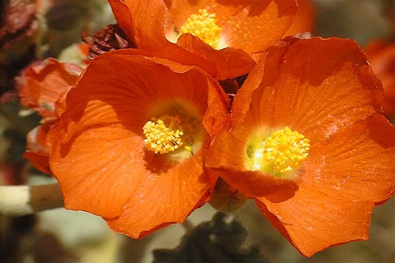 Image of desert globemallow