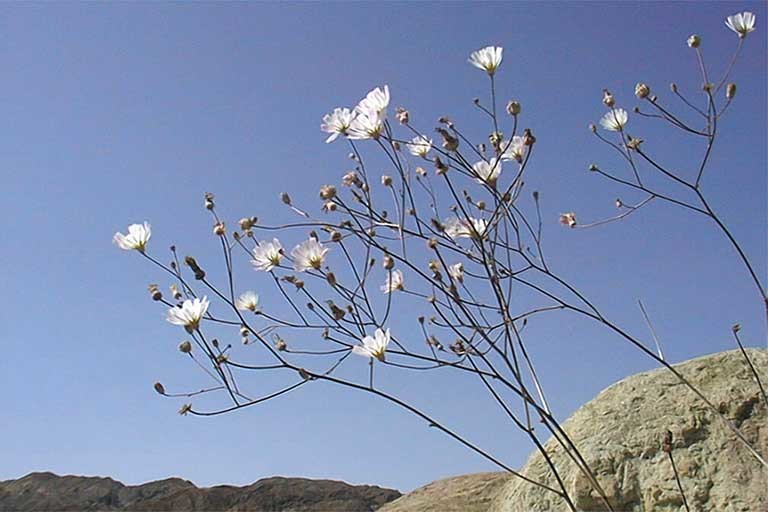 Image of parachute plant