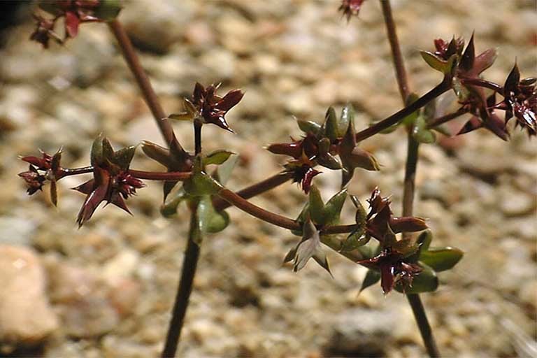 Image of red triangles