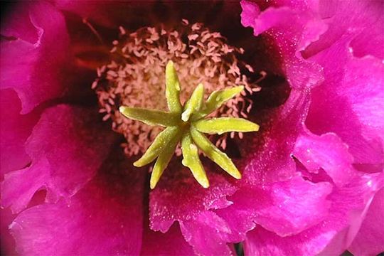 Image of Engelmann's hedgehog cactus