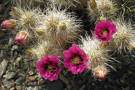 Image of Engelmann's hedgehog cactus