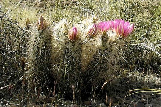 Image of Engelmann's hedgehog cactus