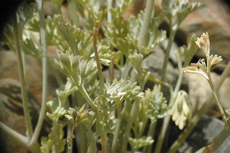 Image of pygmy poppy