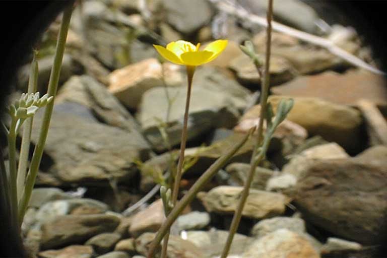 Image de Eschscholzia minutiflora S. Wats.