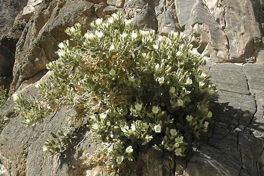 Image of desert stingbush