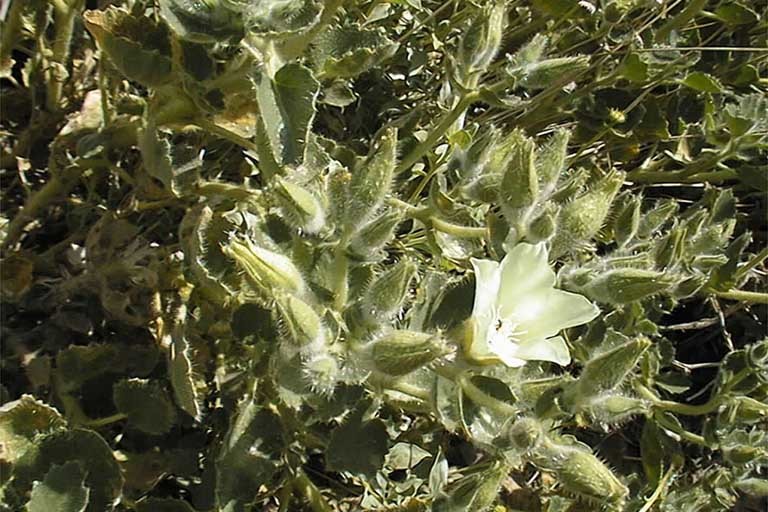 Image of desert stingbush