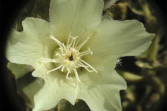 Image of desert stingbush