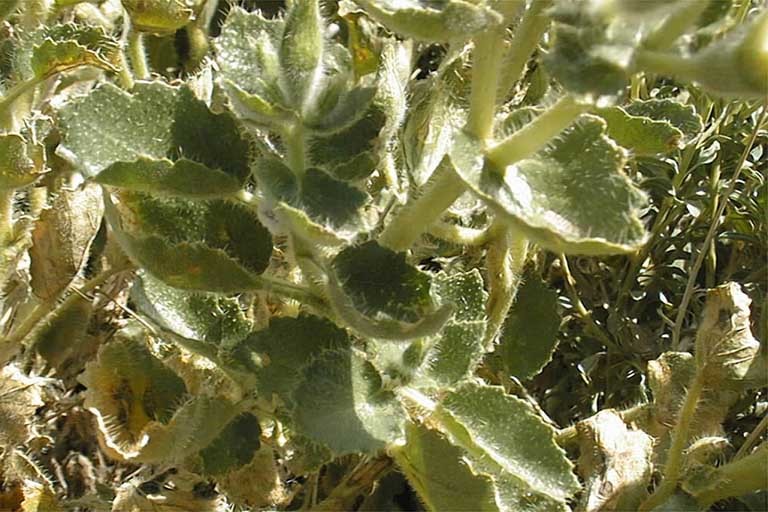 Image of desert stingbush