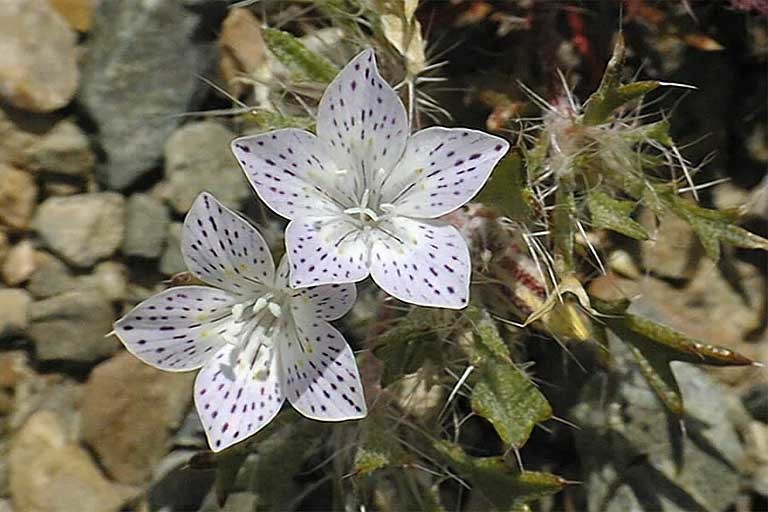 Image of Great Basin langloisia