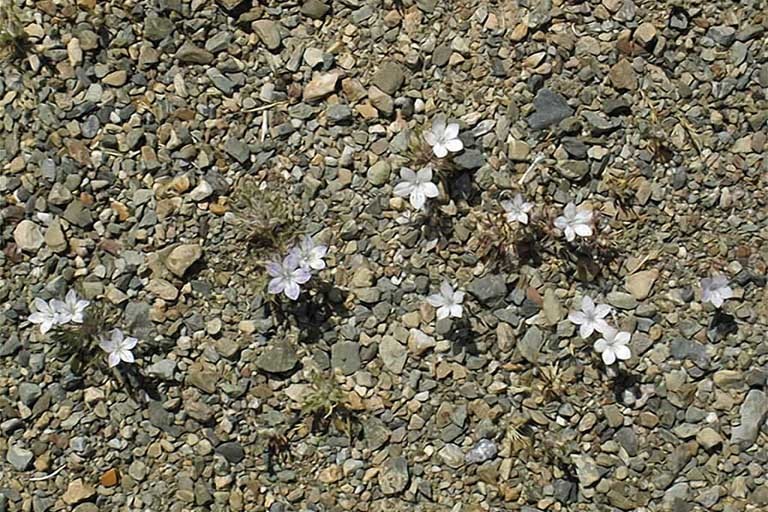 Image of Great Basin langloisia