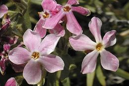 Image of cold-desert phlox