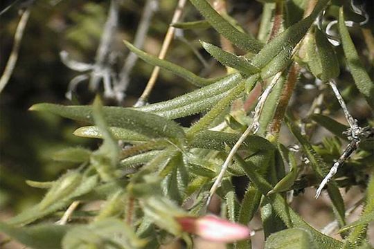 Image of cold-desert phlox