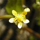 Ranunculus hydrocharoides A. Gray的圖片