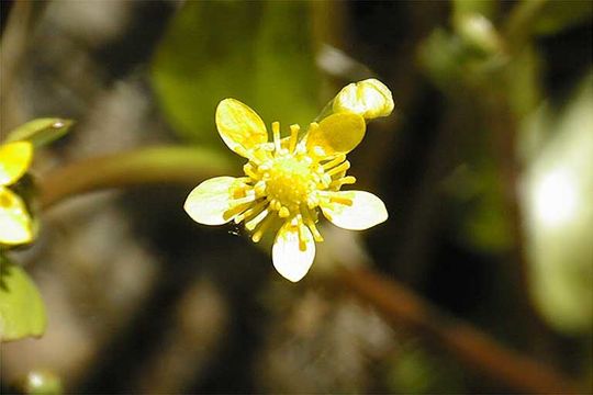 Ranunculus hydrocharoides A. Gray的圖片