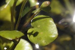 Image of aquatic buttercup