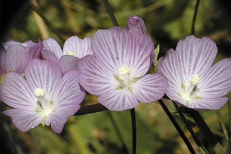 Image of Owens Valley sidalcea