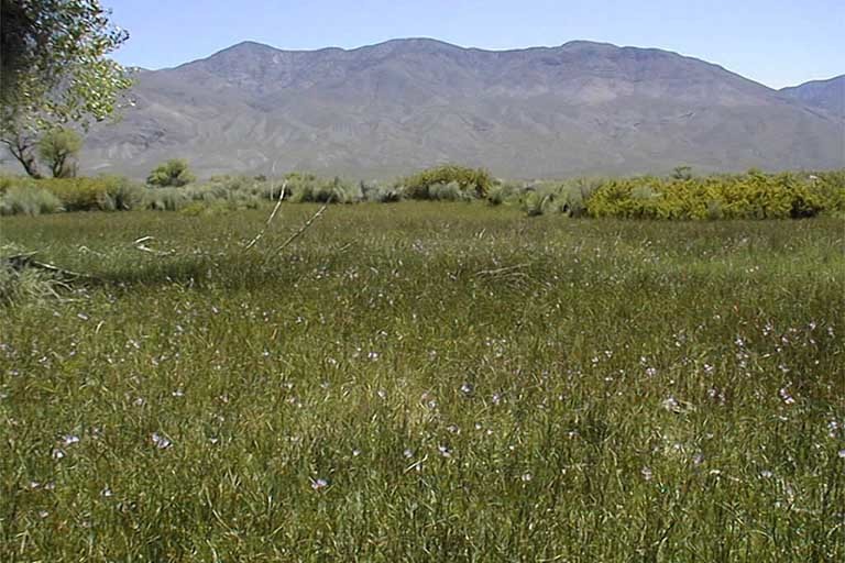 Image of Owens Valley sidalcea