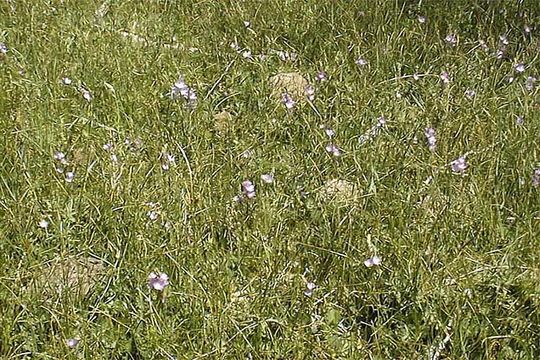 Image of Owens Valley sidalcea