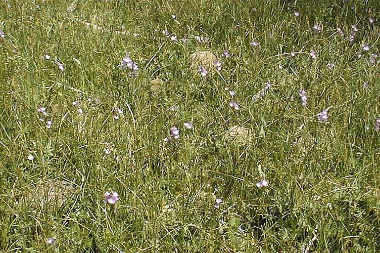 Image of Owens Valley sidalcea