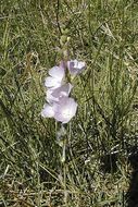 Image of Owens Valley sidalcea