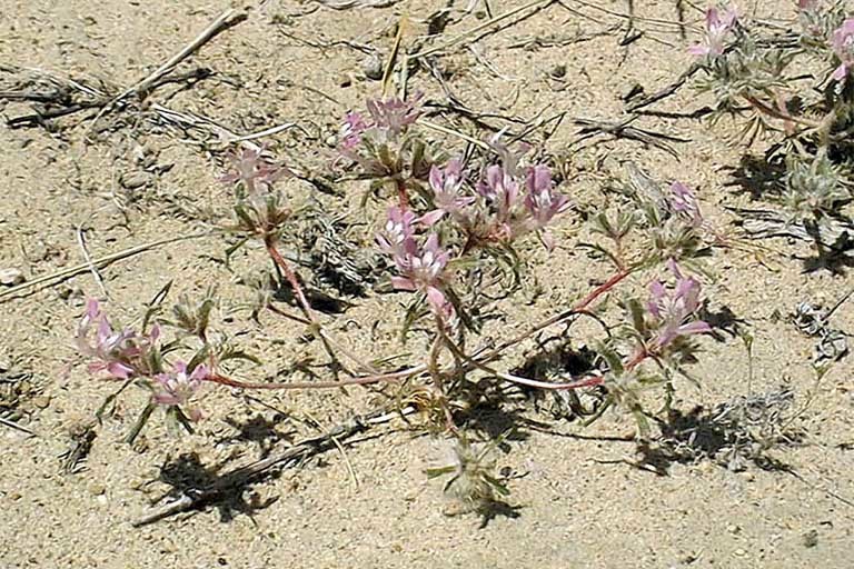 Image of desert calico