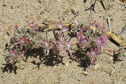 Image of desert calico