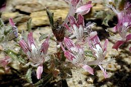 Image of desert calico