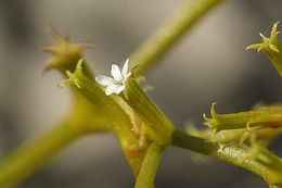 Image de Chorizanthe brevicornu var. spathulata (Small ex Rydberg) C. L. Hitchcock