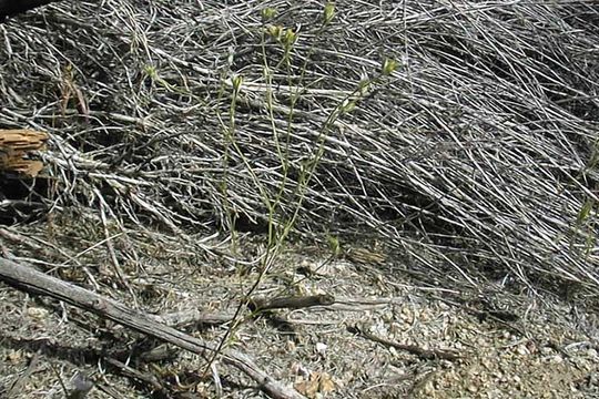 Imagem de Eriastrum sparsiflorum (Eastw.) Mason