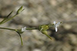 Imagem de Eriastrum sparsiflorum (Eastw.) Mason