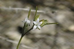 Imagem de Eriastrum sparsiflorum (Eastw.) Mason