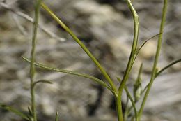 Image of Great Basin woollystar