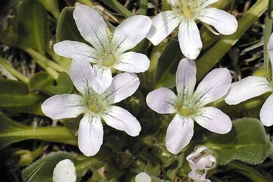 Слика од Hesperochiron pumilus (Griseb.) Porter