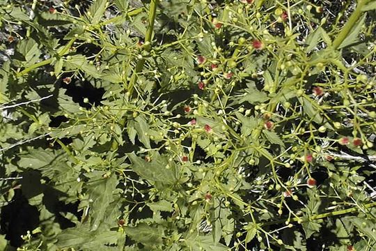 Imagem de Scrophularia desertorum (Munz) R. J. Shaw