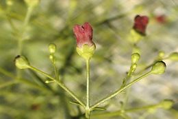 Scrophularia desertorum (Munz) R. J. Shaw resmi