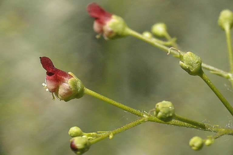 Scrophularia desertorum (Munz) R. J. Shaw resmi