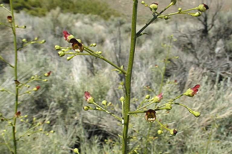 Scrophularia desertorum (Munz) R. J. Shaw resmi