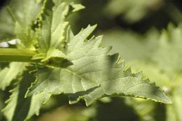 Image of desert figwort