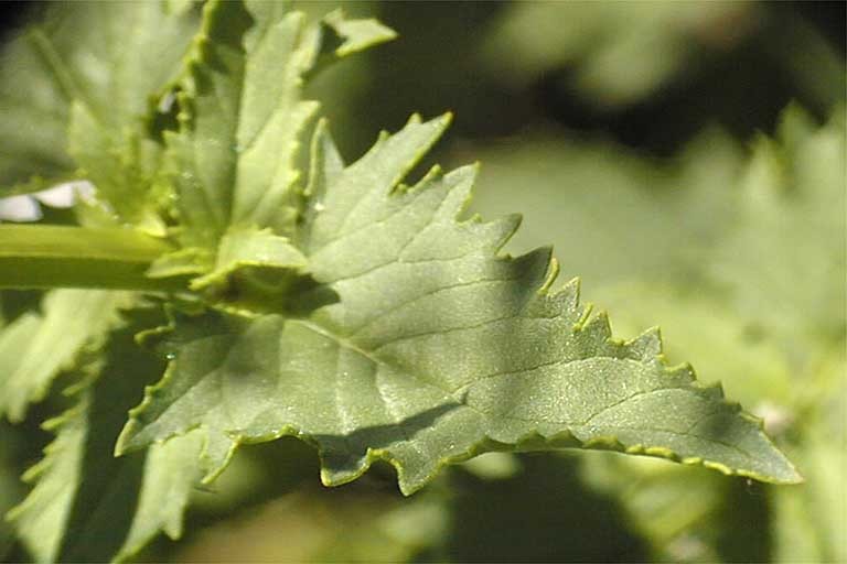 Scrophularia desertorum (Munz) R. J. Shaw resmi