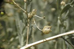 Scrophularia desertorum (Munz) R. J. Shaw resmi