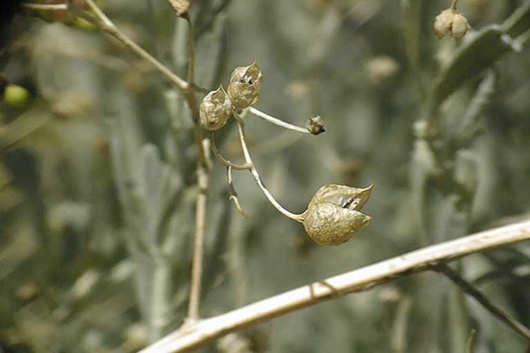 Image of desert figwort