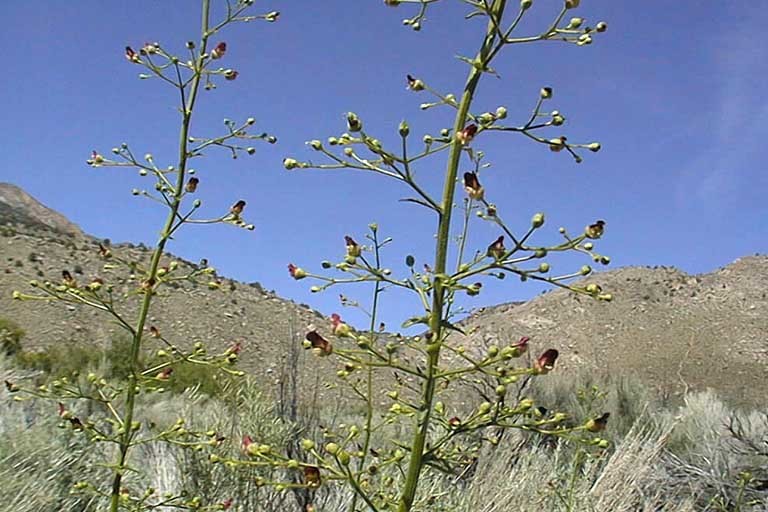 Scrophularia desertorum (Munz) R. J. Shaw resmi