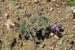 Image of woollypod milkvetch