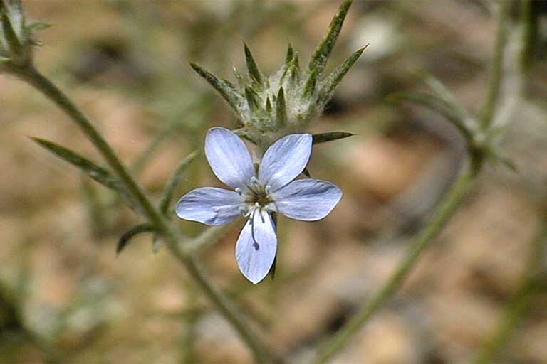 Image of Wilcox's woollystar